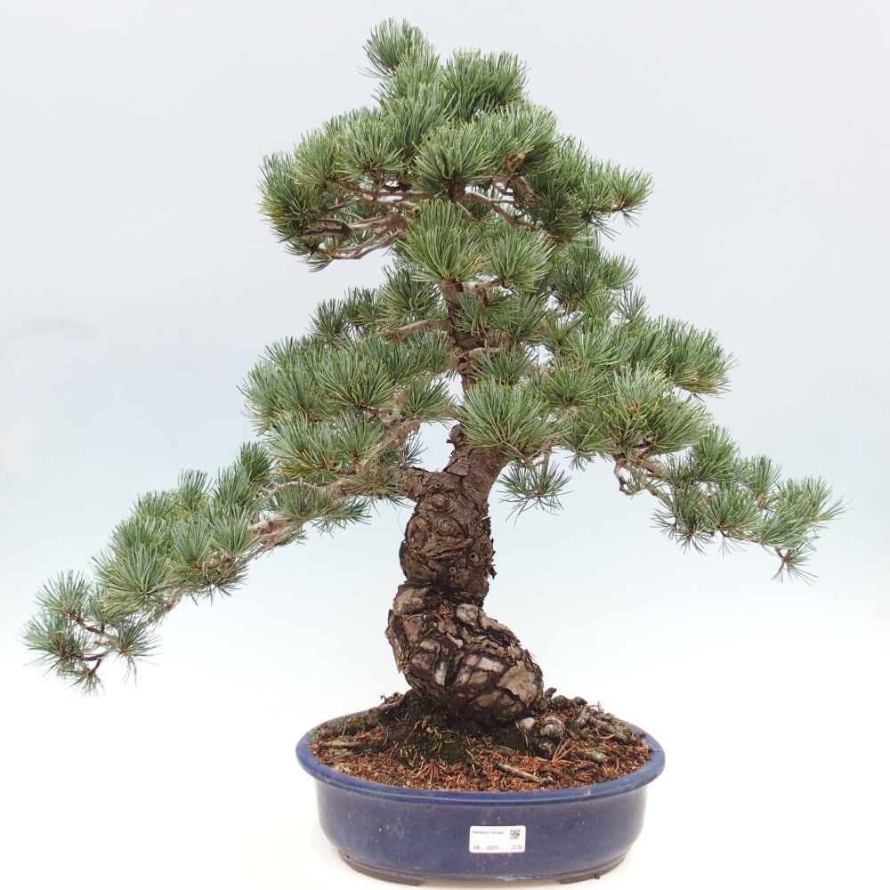 Bonsai im Freien - Pinus parviflora - kleine Kiefer