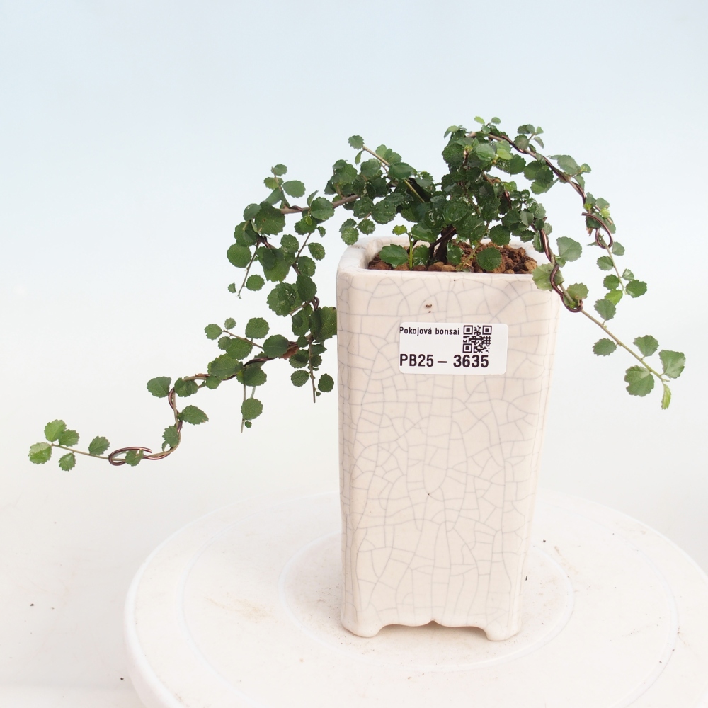 Zimmerbonsai - Grewia sp. - Grewia malafolia