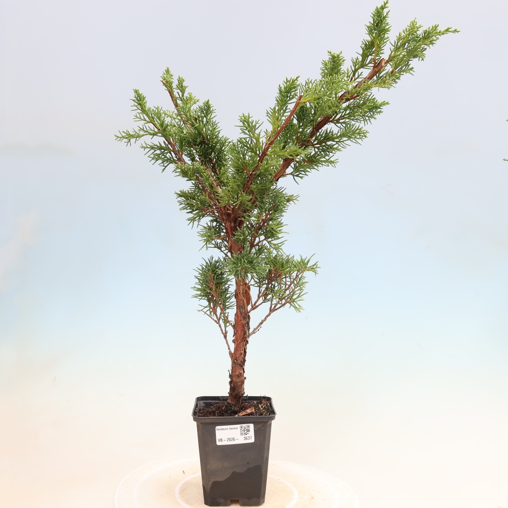 Bonsai für draußen - Juniperus chinensis Kishu