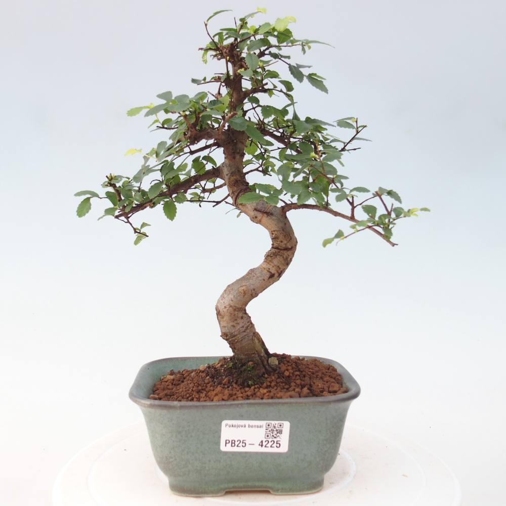 Zimmerbonsai - Ulmus parvifolia - Kleinblättrige Ulme