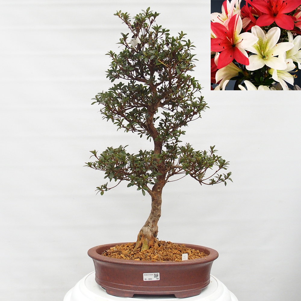 Bonsai für draußen - Japanische Azalee - Azalee Hanatsuzuri