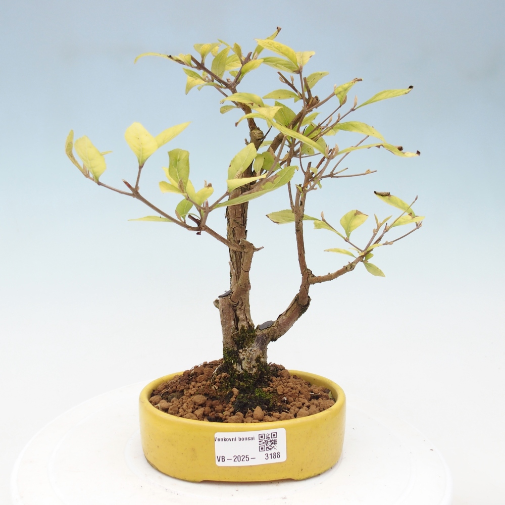 Bonsai im Freien - wunderschöne Pflanze - Callicarpa japonica