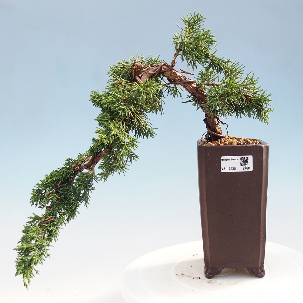 Bonsai im Freien - Juniperus chinensis Kishu - Chinesischer Wacholder