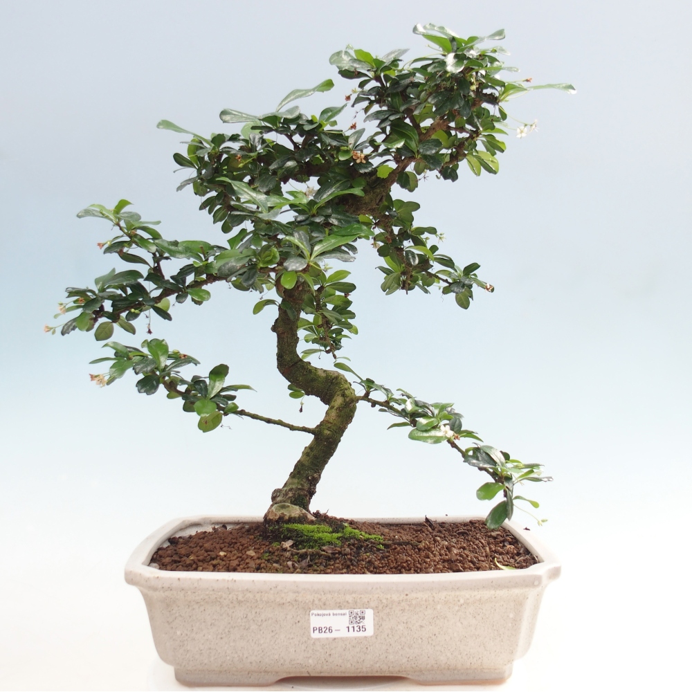 Zimmer-Bonsai - Carmona macrophylla - Tee-Fuki