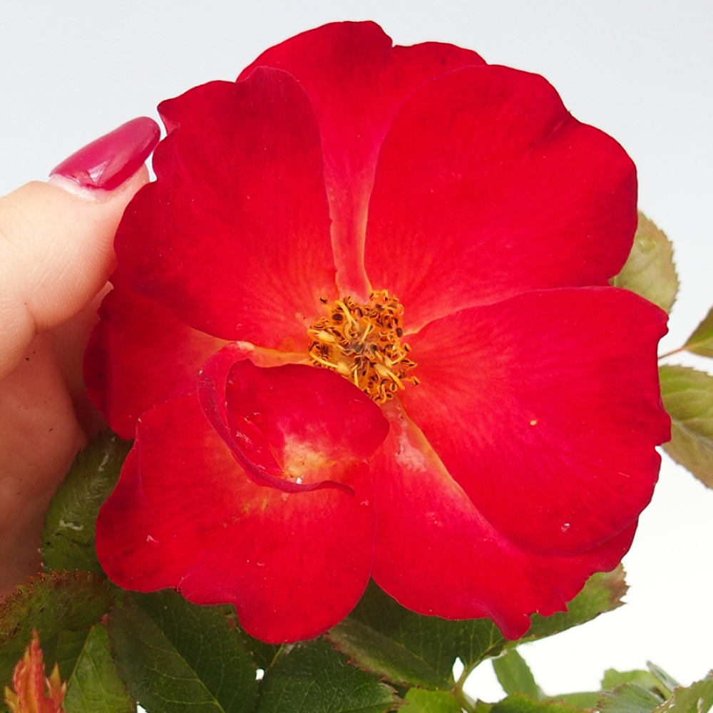 Freilandbonsai - Rosa Kordes -  Rose