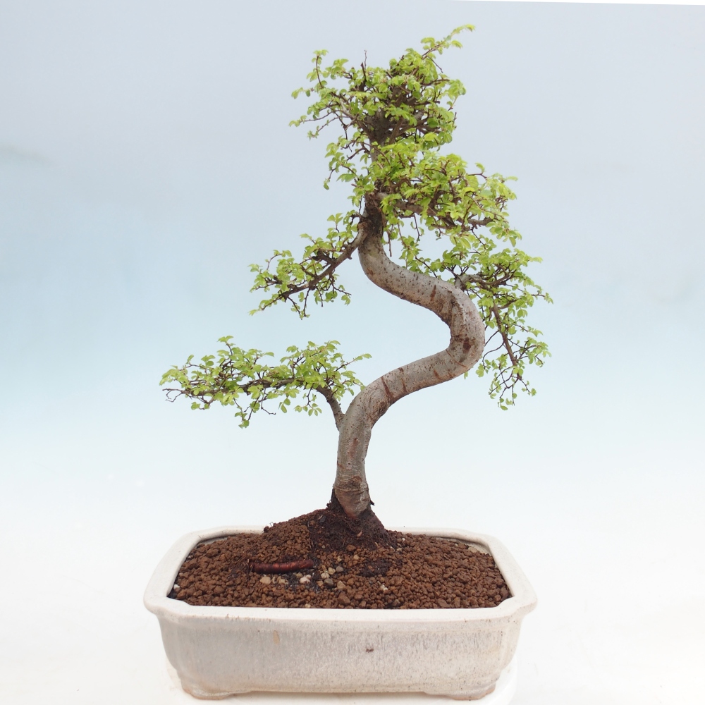 Zimmerbonsai - Ulmus parvifolia - Kleinblättrige Ulme