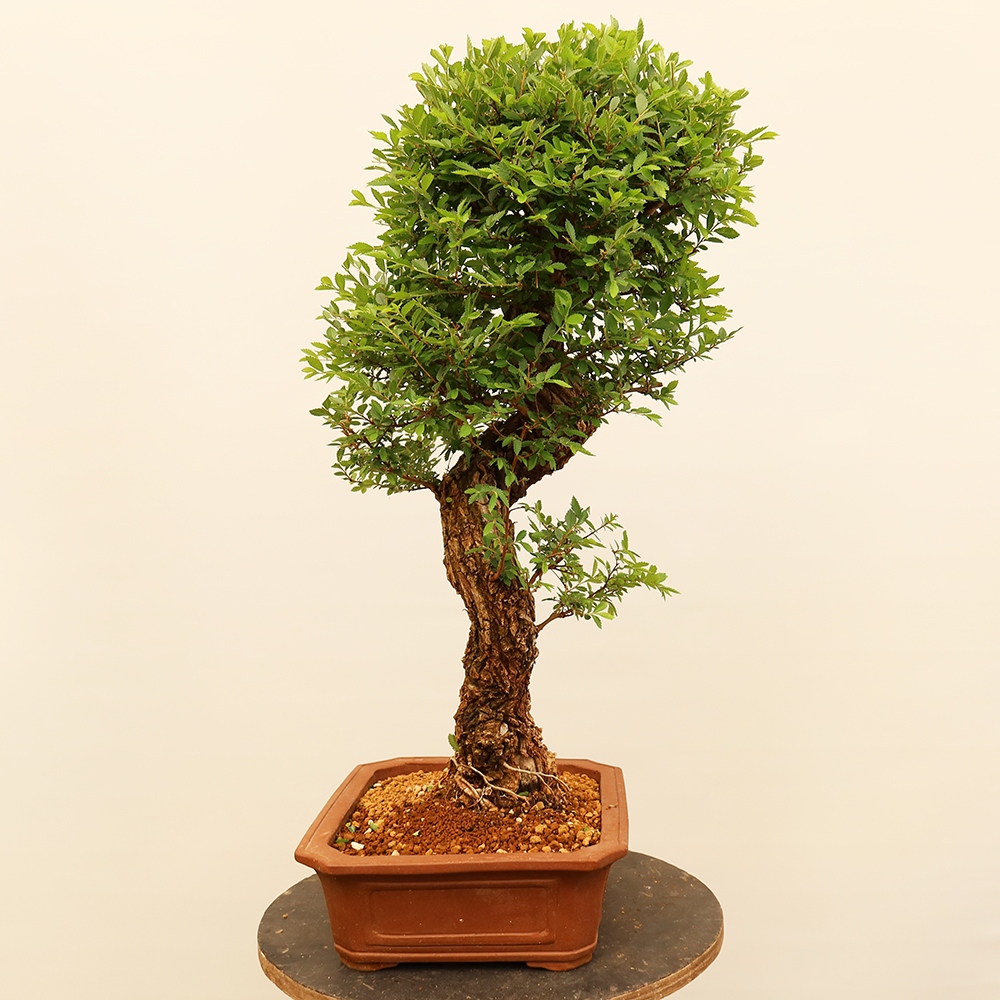Bonsai im Freien - Zelkova - Zelkova NIRE