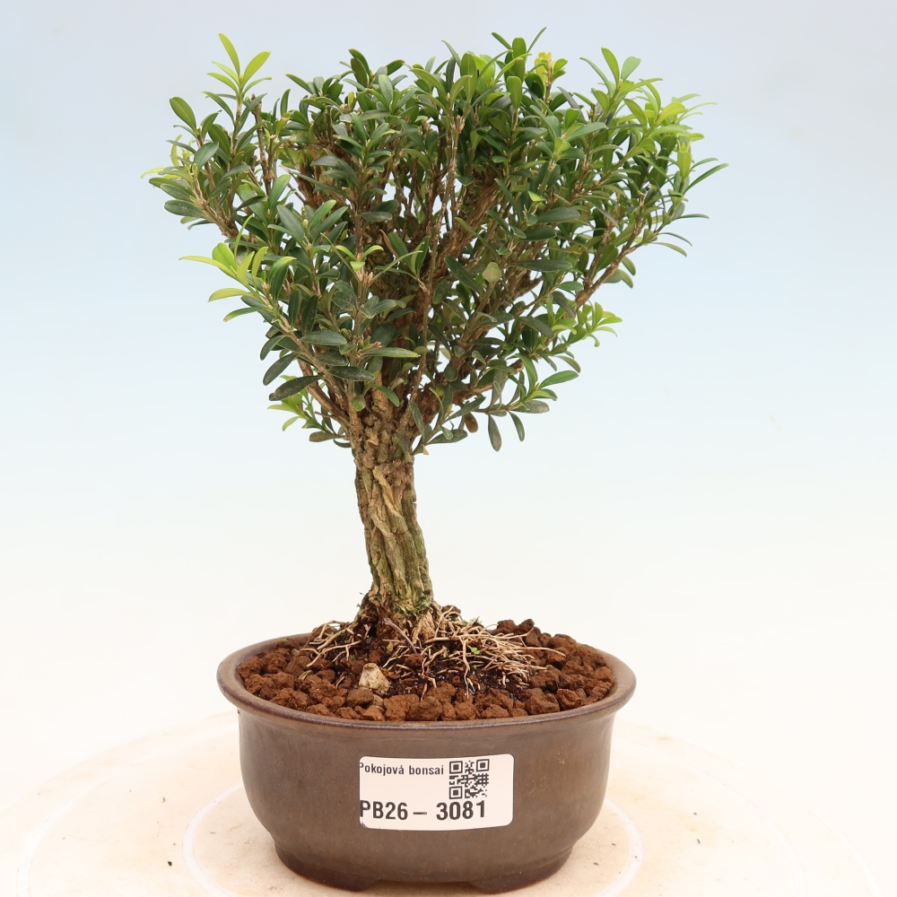 Zimmer Bonsai - Buxus harlandii - Korkbuxus