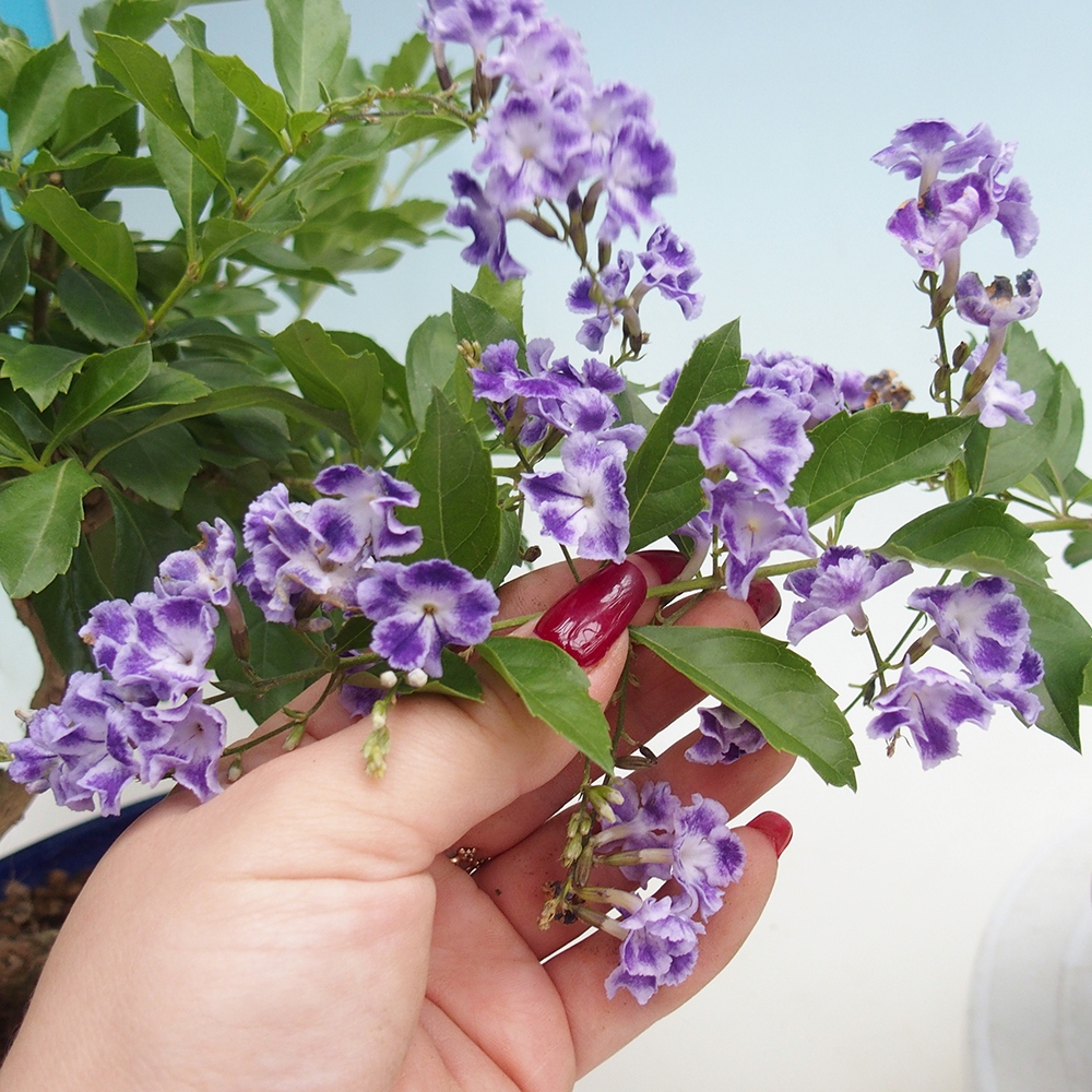 Zimmer Bonsai - Duranta repens -Duranta