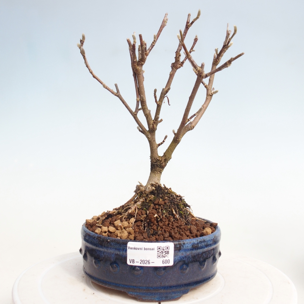 Bonsai für draußen - Magnolia stellata