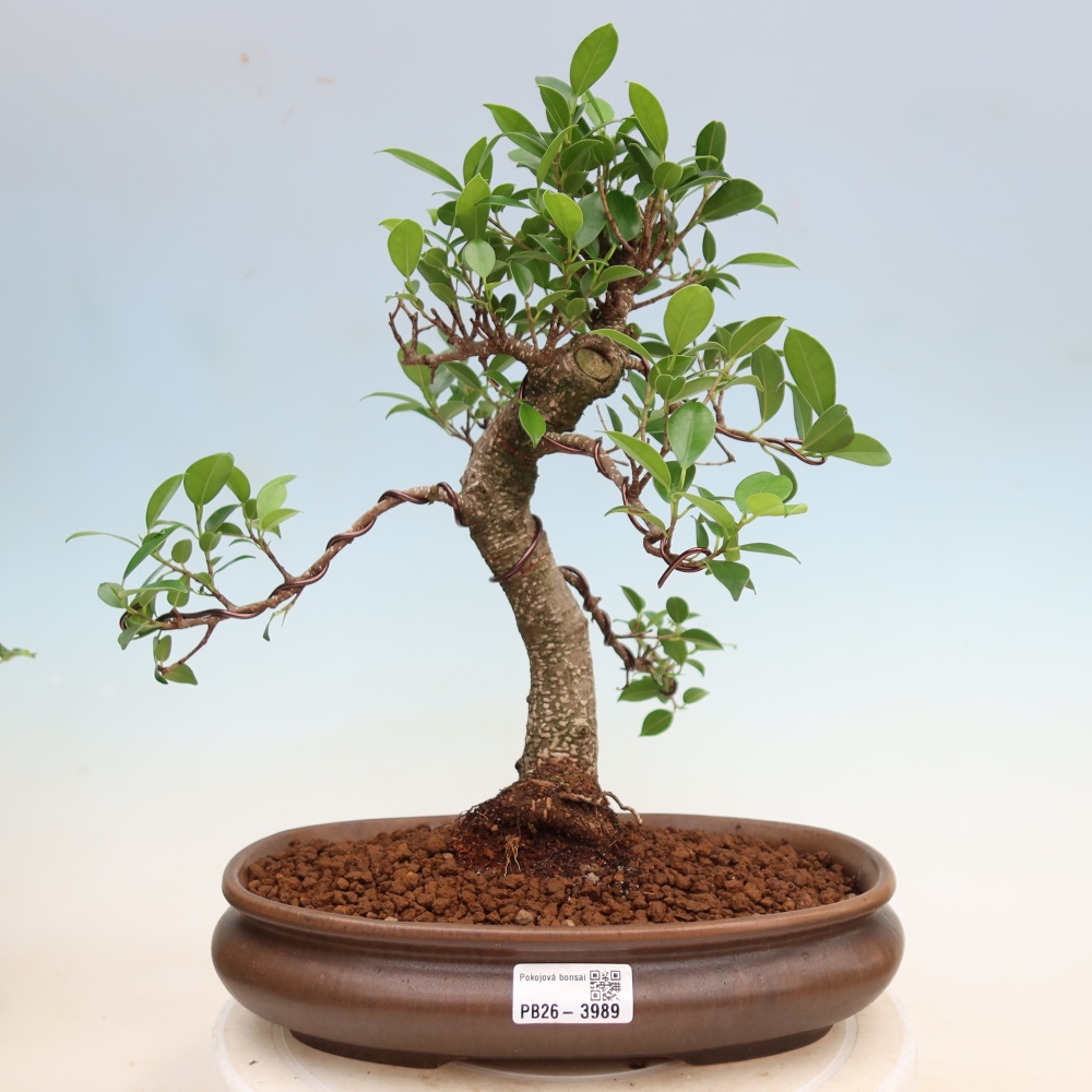 Zimmerbonsai - Ficus kimmen - Kleinblättriger Ficus