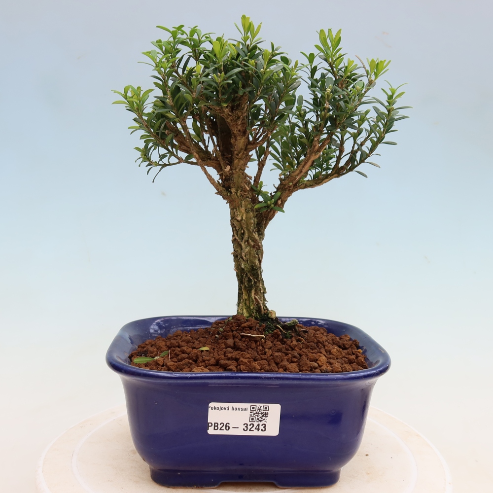 Zimmer Bonsai - Buxus harlandii - Korkbuxus