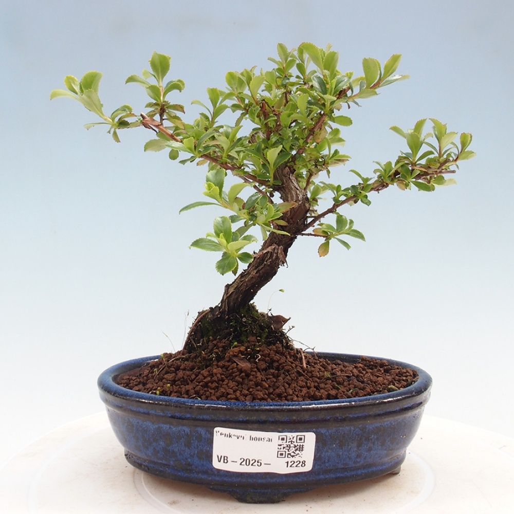 Bonsai im Freien - Escallonia 'Dart's Rosy Red' - Delusion