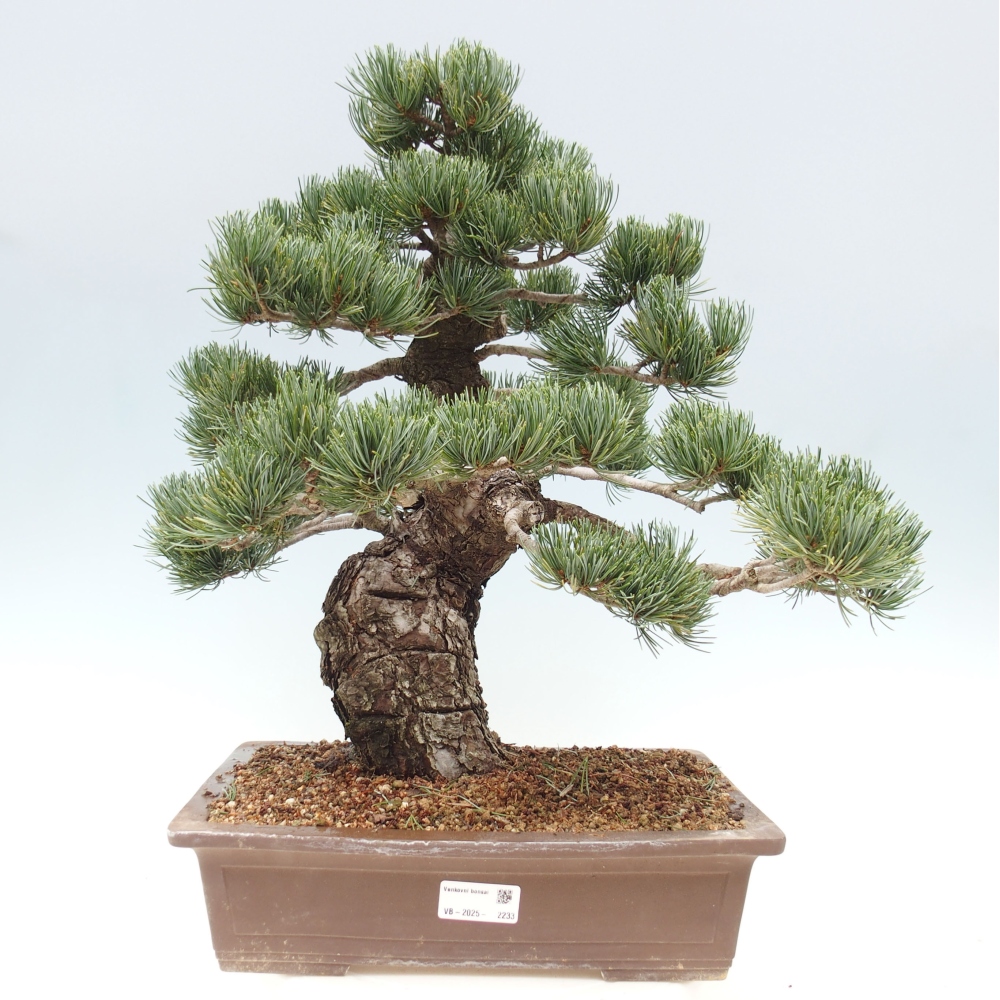 Bonsai im Freien - Pinus parviflora - kleine Kiefer