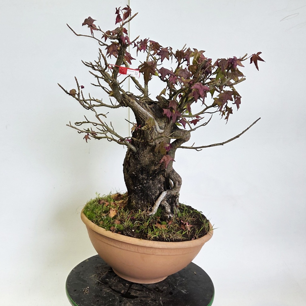Bonsai für draußen - Westliche Ambrosia - Liquidambar styraciflua