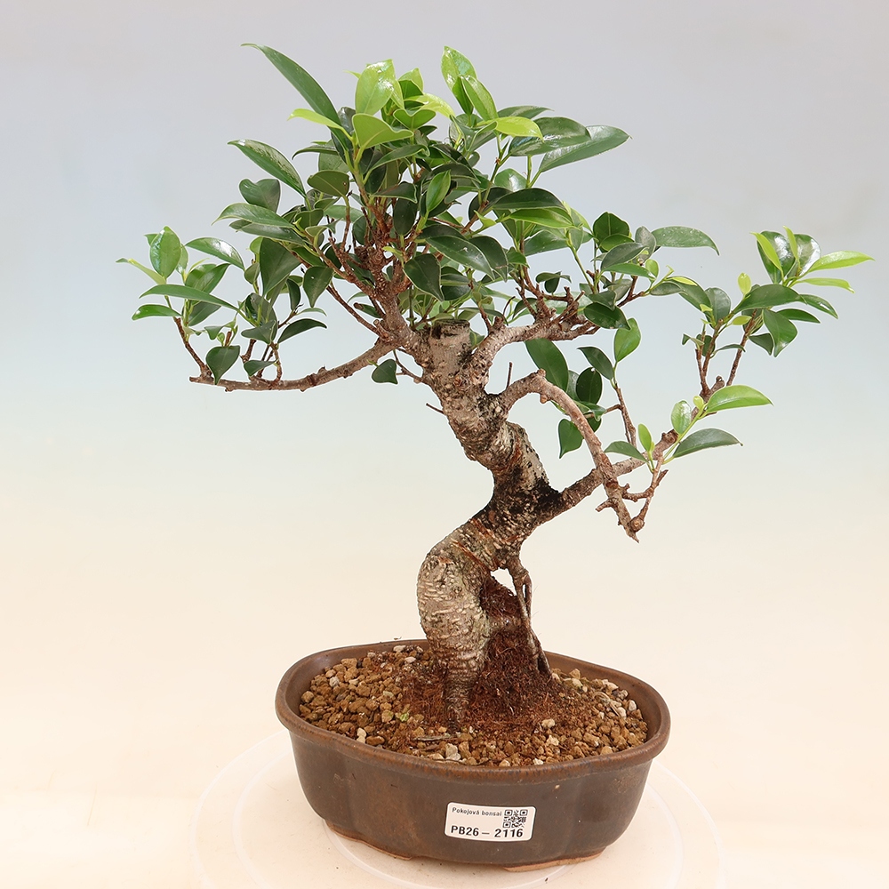 Zimmerbonsai - Ficus retusa - Kleinblättriger Ficus