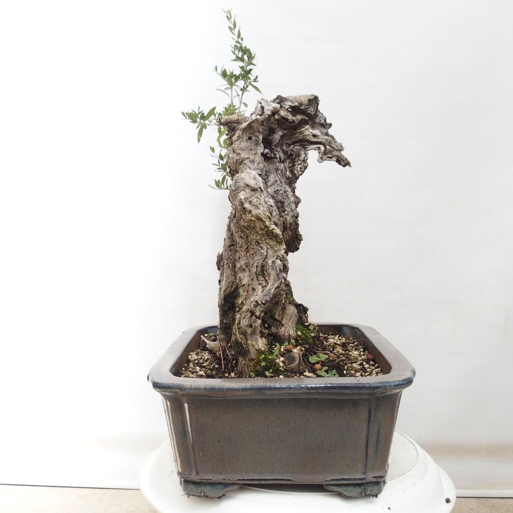Indoor-Bonsai - Olea europaea sylvestris - Europäisches kleinblättriges Olivenöl