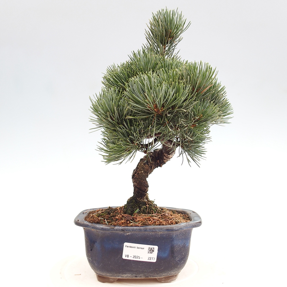 Bonsai im Freien - Pinus parviflora - kleine Kiefer