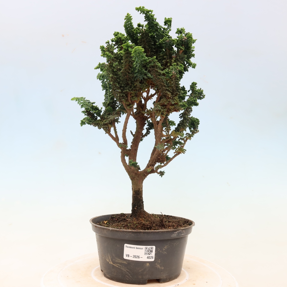 Bonsai für draußen - Cham. obtusa SEKKA HINOKI - Zypresse