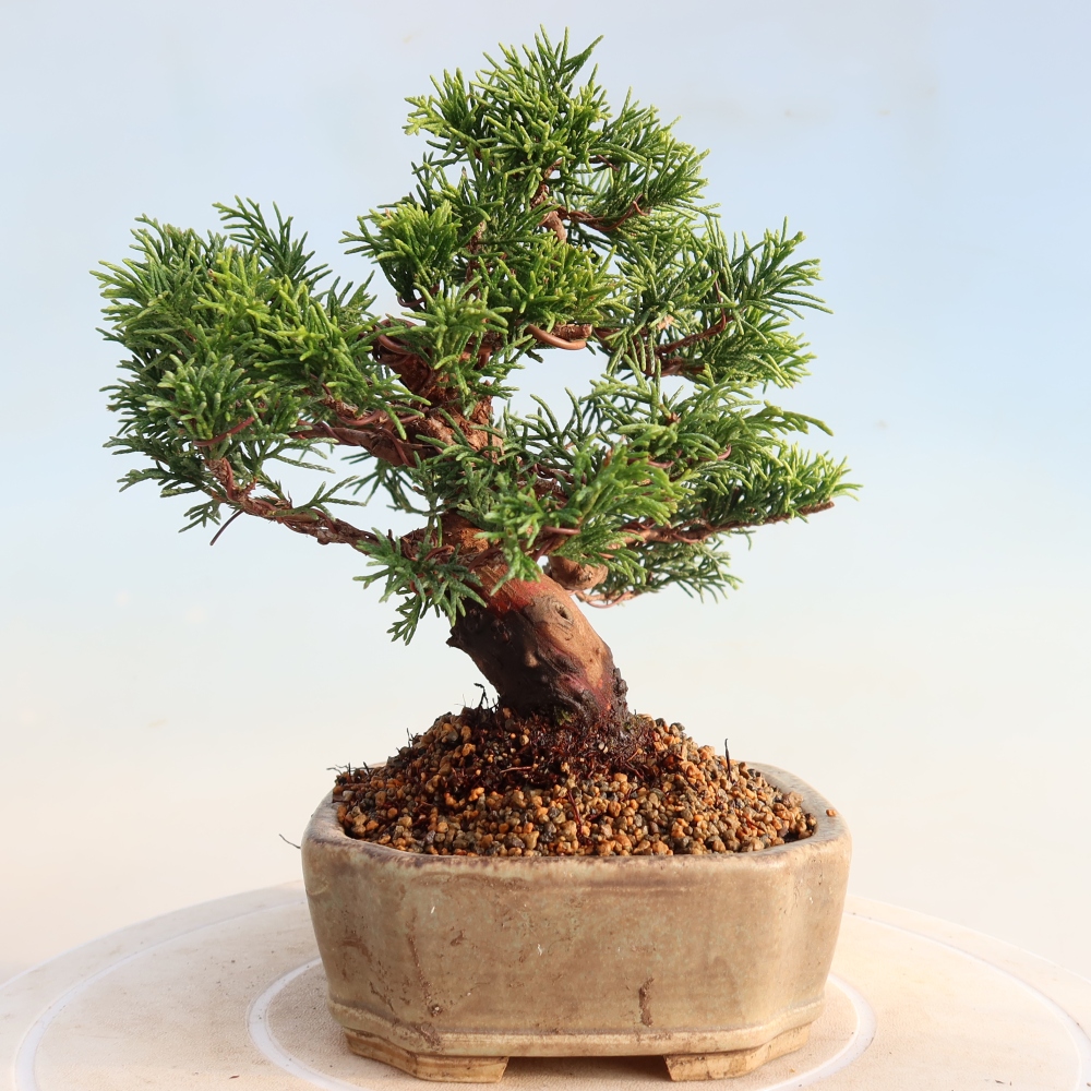 Outdoor bonsai - Juniperus chinensis Itoigawa - Chinese juniper