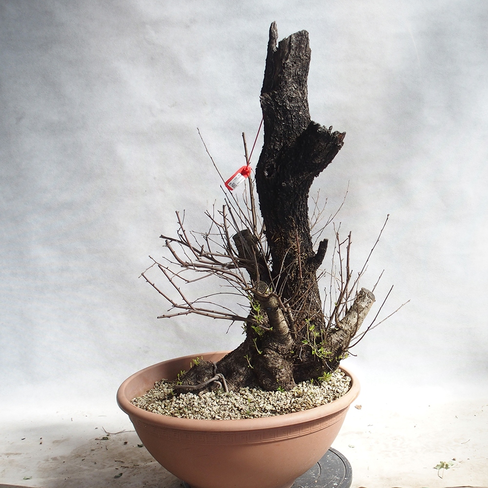 Outdoor Bonsai -Mahalebka - Prunus Mahaleb
