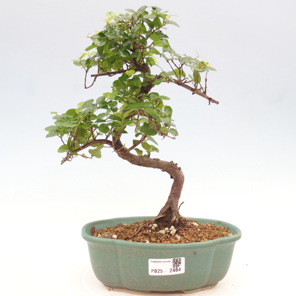 Zimmerbonsai - Sagerécie thea - Sagerécie thea