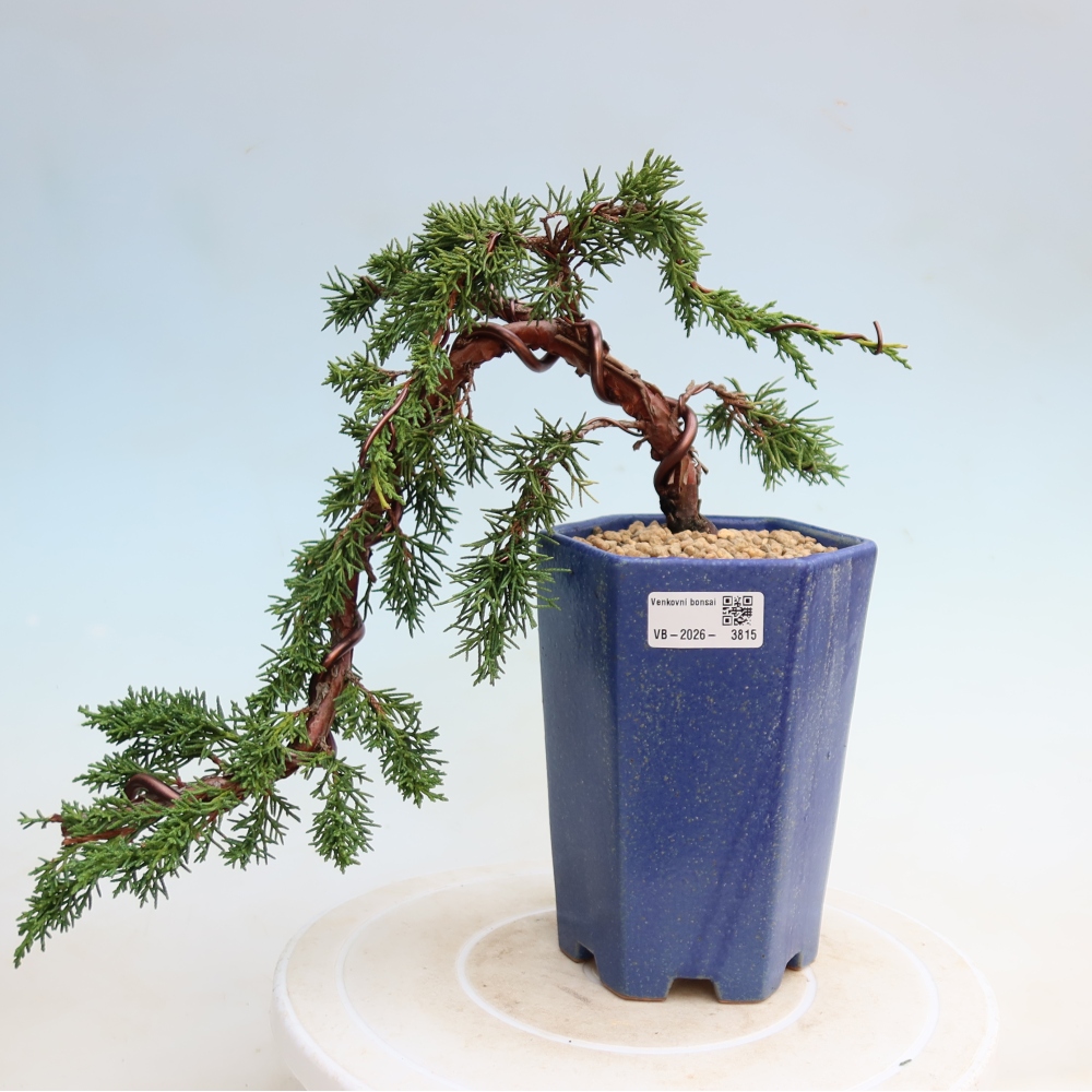 Bonsai für draußen - Juniperus chinensis Kishu