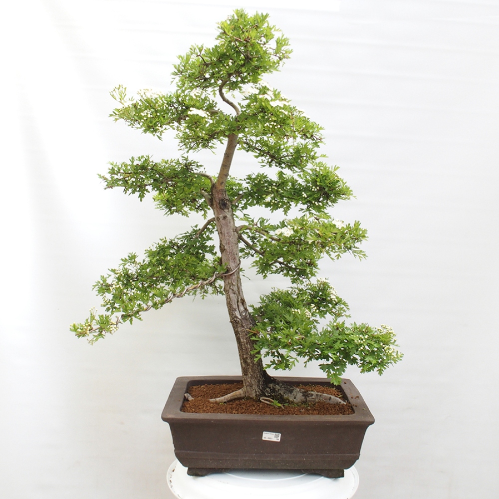 Bonsai im Freien - Weißdorn - Crataegus monogyna