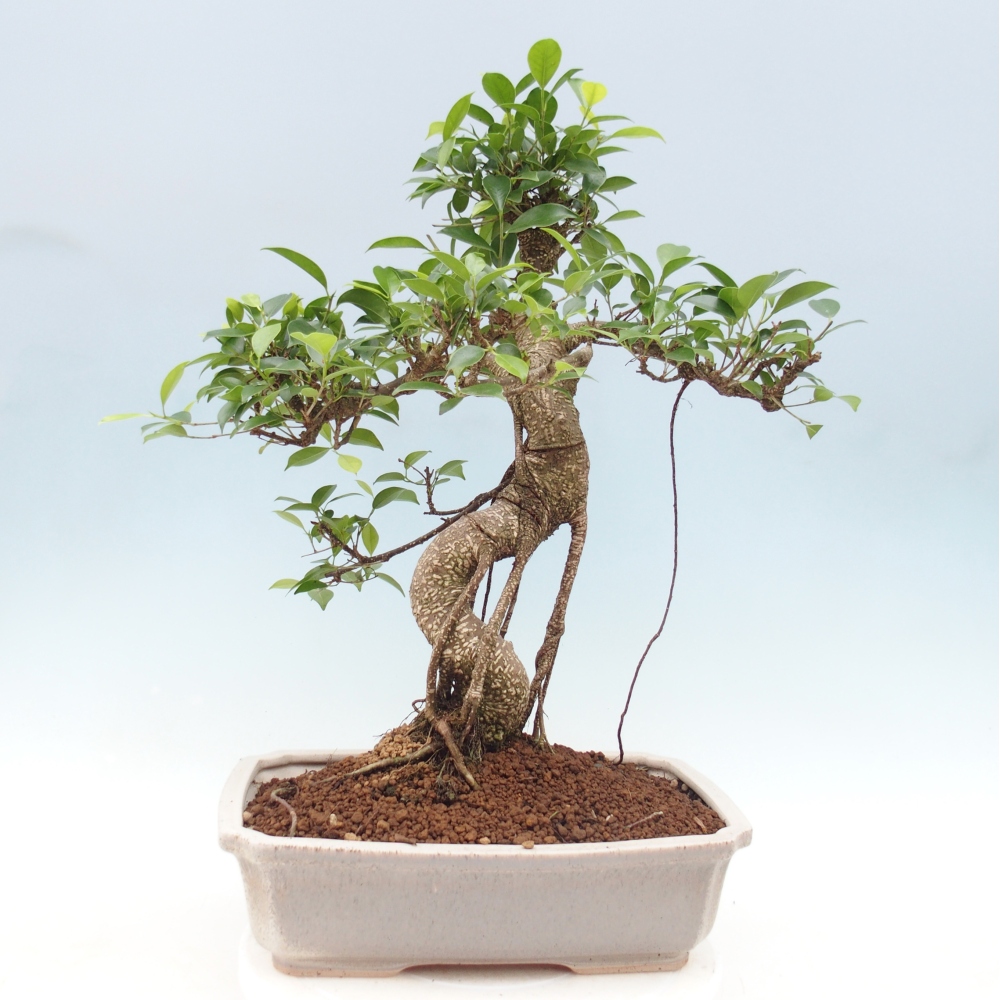 Zimmerbonsai - Ficus retusa - Kleinblättriger Ficus