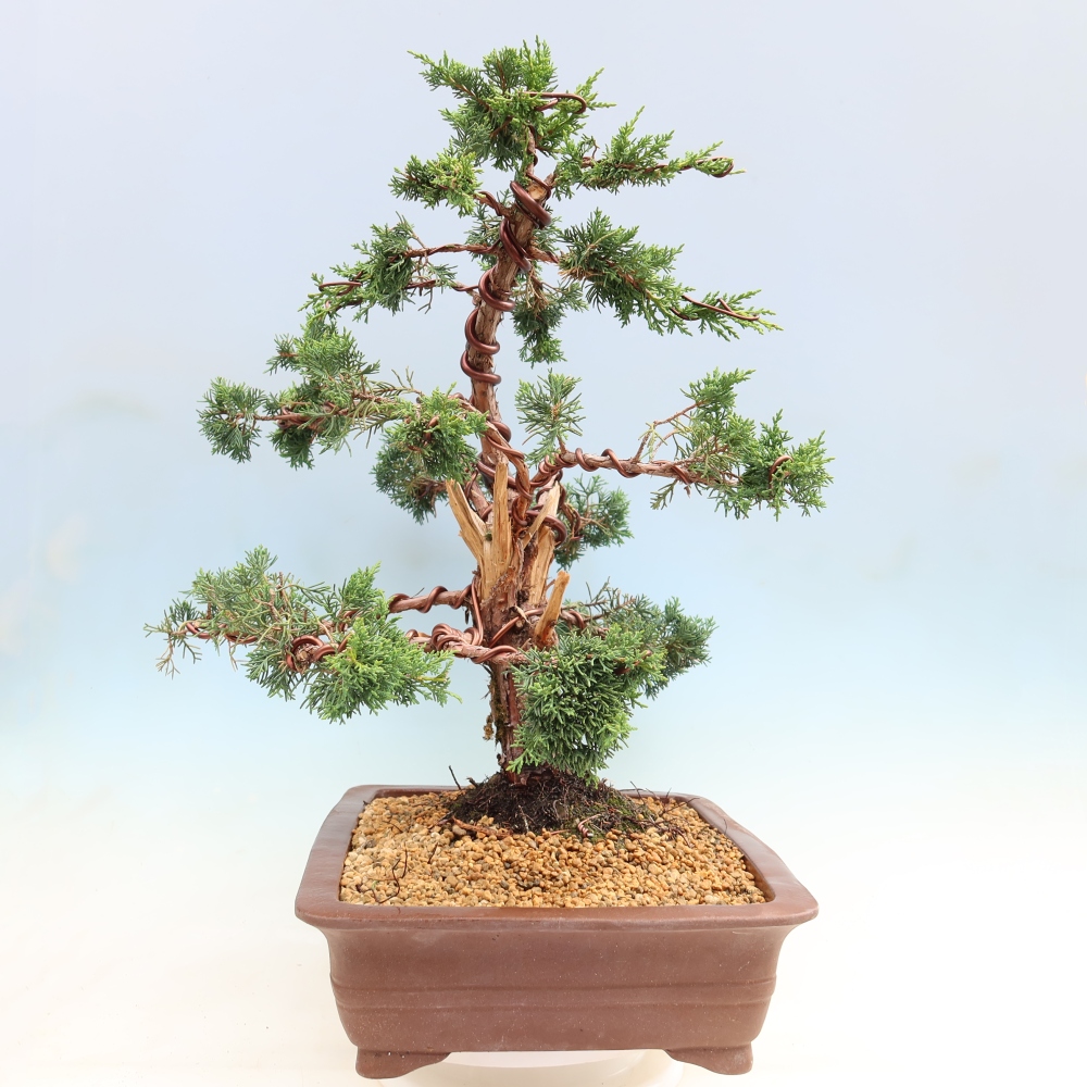 Bonsai für draußen - Juniperus chinensis Kishu