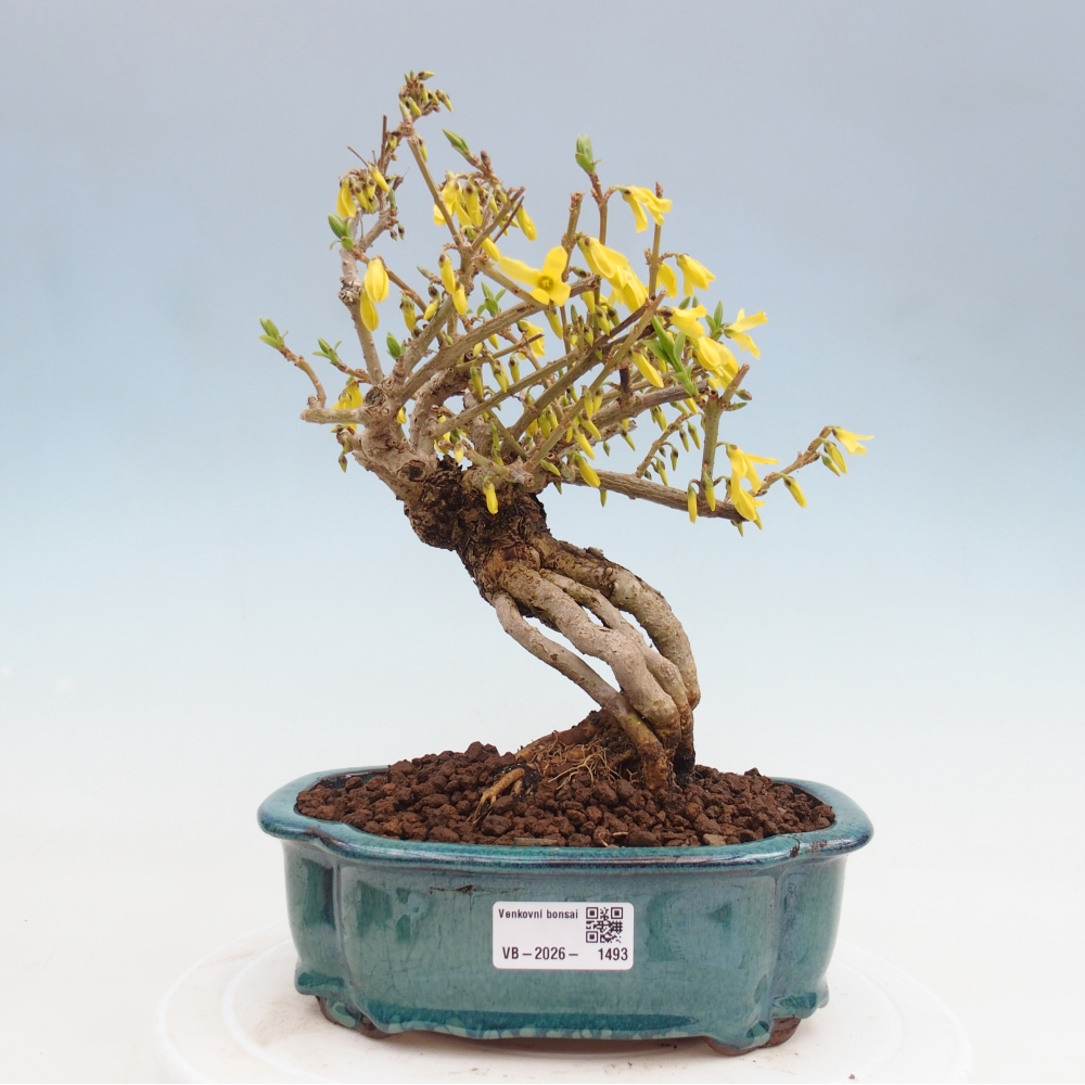 Bonsai für draußen - Zlatice - Forsythia koreana