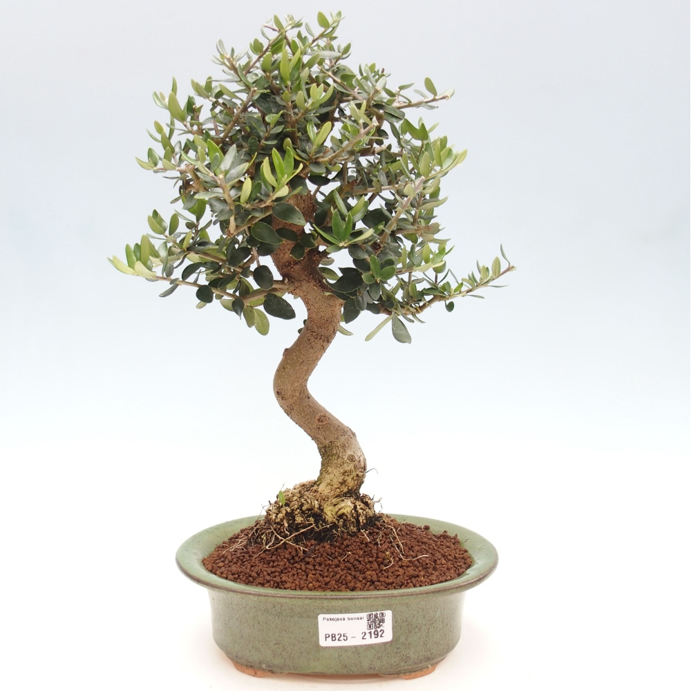 Indoor-Bonsai - Olea europaea sylvestris - Europäisches kleinblättriges Olivenöl