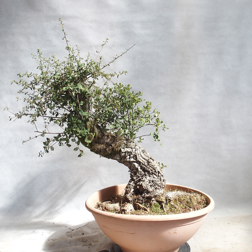 Outdoor-Bonsai Quercus suber - Kork-Eiche