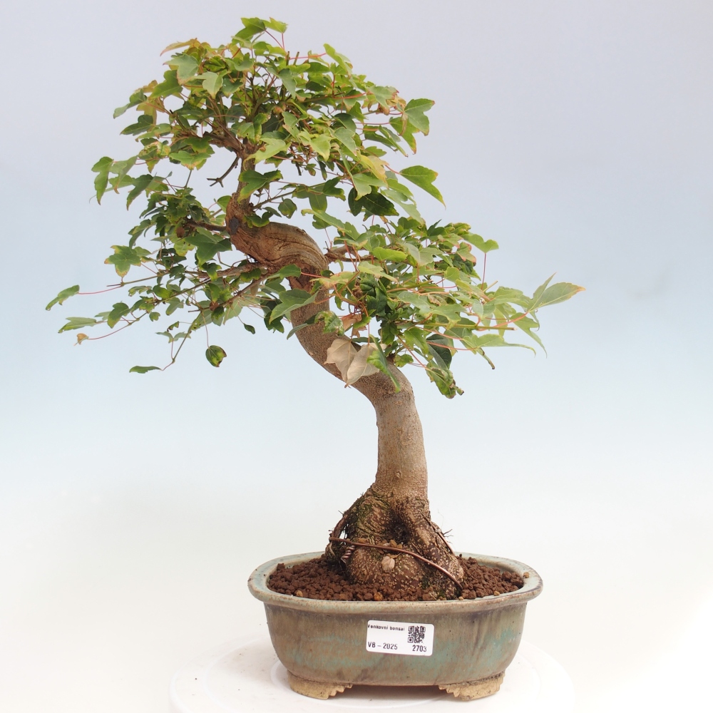 Bonsai im Freien - Ahorn Buergerianum - Burger Maple