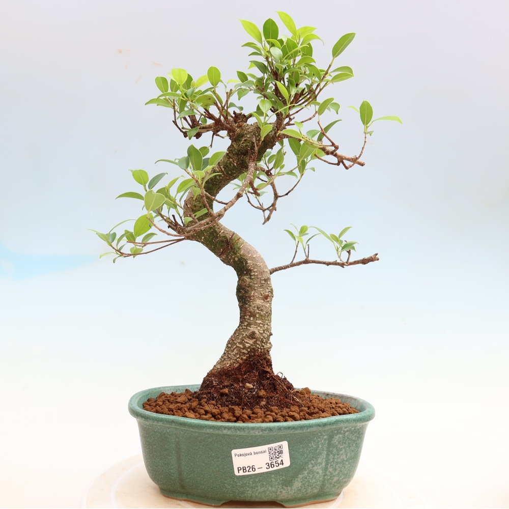Zimmerbonsai - Ficus kimmen - Kleinblättriger Ficus