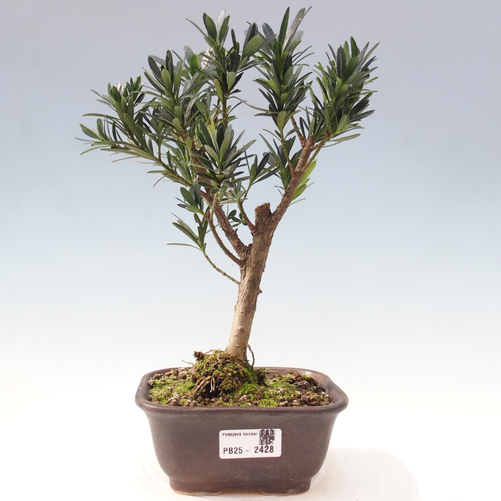 Indoor-Bonsai - Podocarpus - Stein tausend