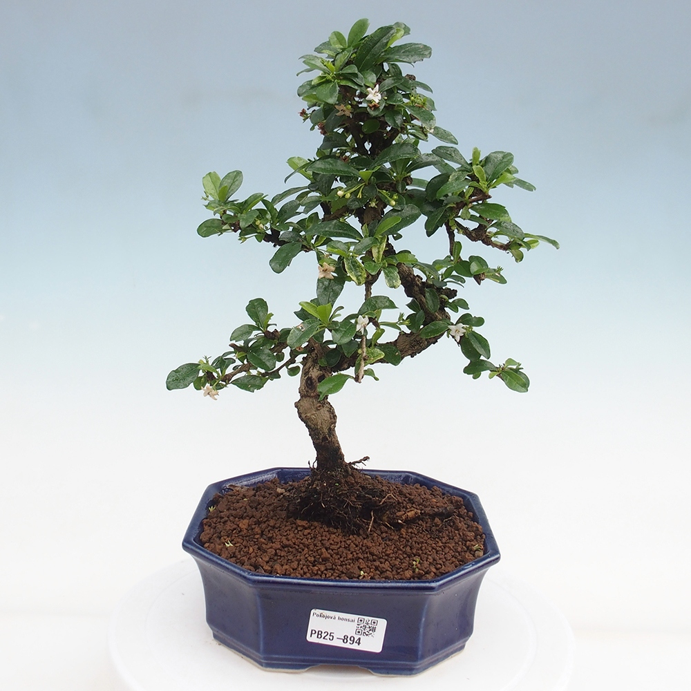 Zimmer Bonsai - Carmona macrophylla - Tea Fuki