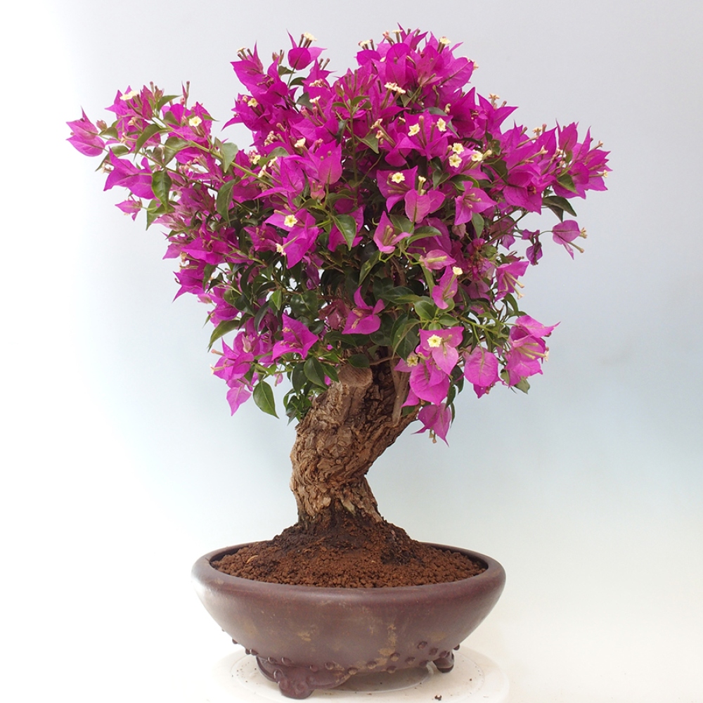 Indoor Bonsai - Bouganwilea