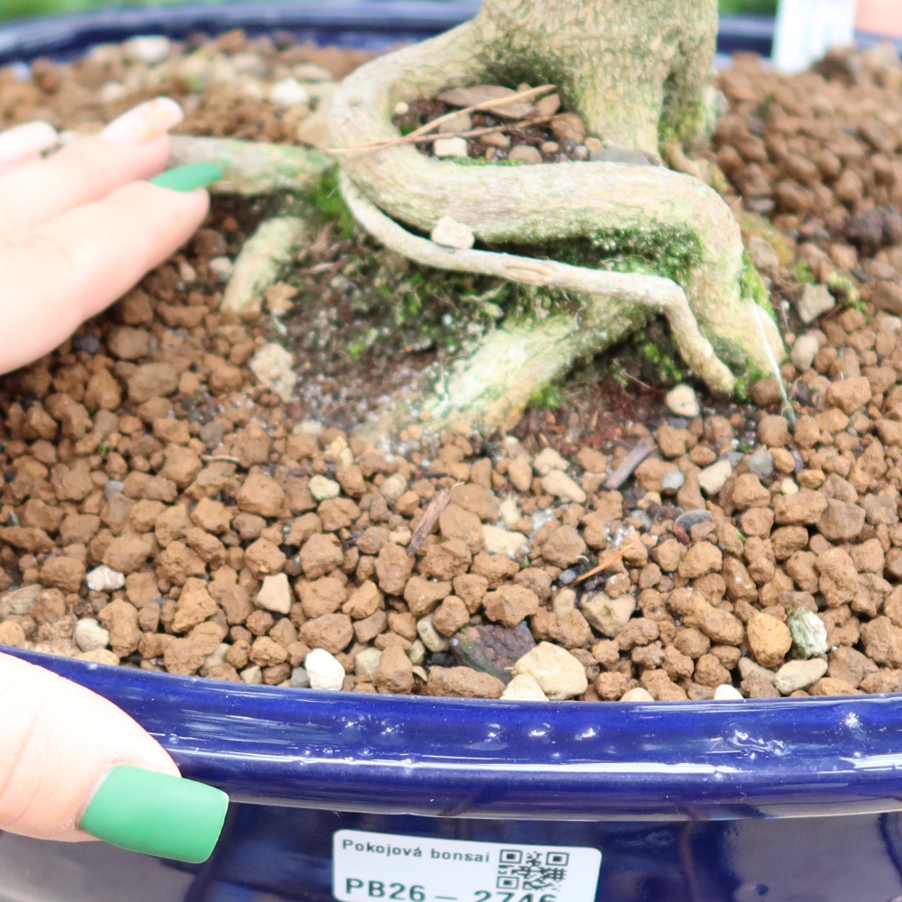 Zimmer Bonsai - Zantoxylum piperitum - Pfefferbaum