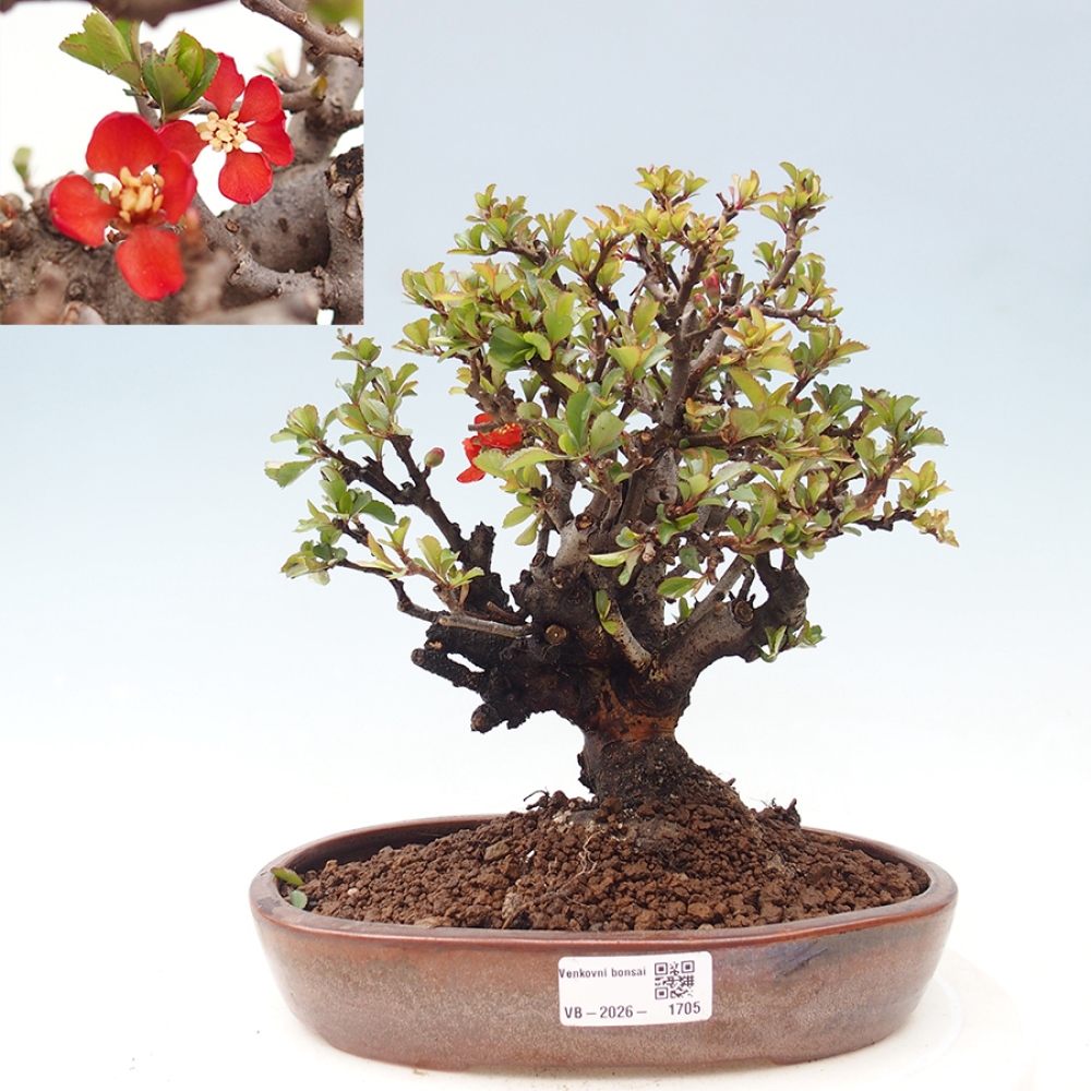 Bonsai für draußen - Chaneomeles speciosa - Quitte