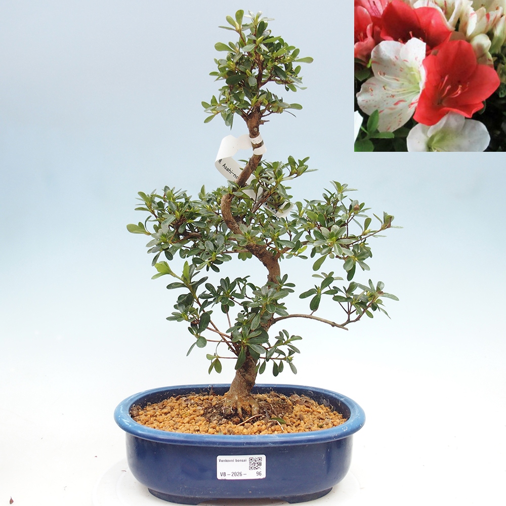Bonsai für draußen - Japanische Azalee - Azalee Asahi-no-izumi