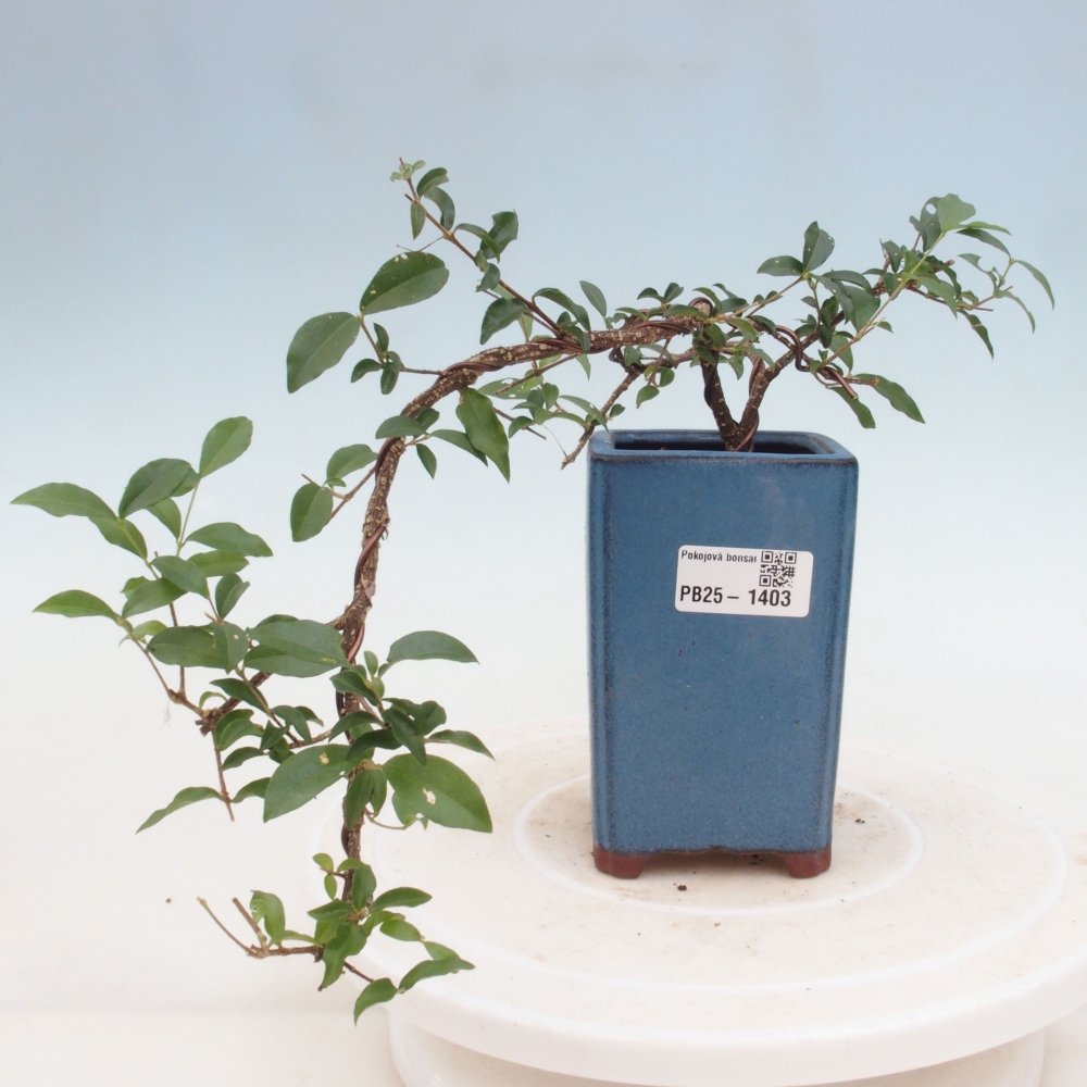 Zimmerbonsai - Malpighia coccigera - Barbdor-Kirsche