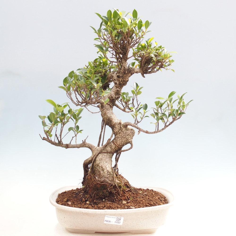 Zimmerbonsai - Ficus kimmen - Kleinblättriger Ficus