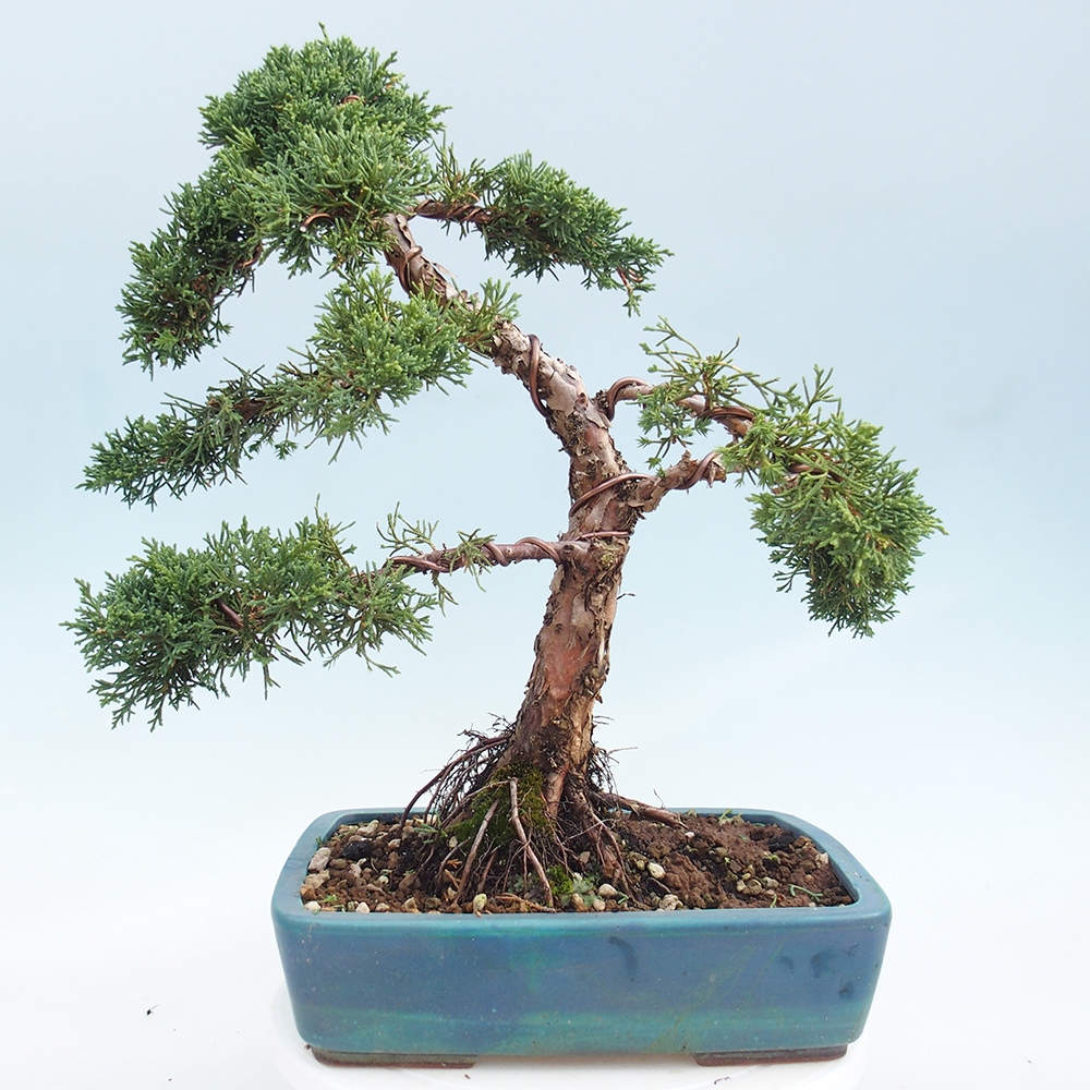 Outdoor-Bonsai - Juniperus chinensis Kishu - Chinesischer Wacholder