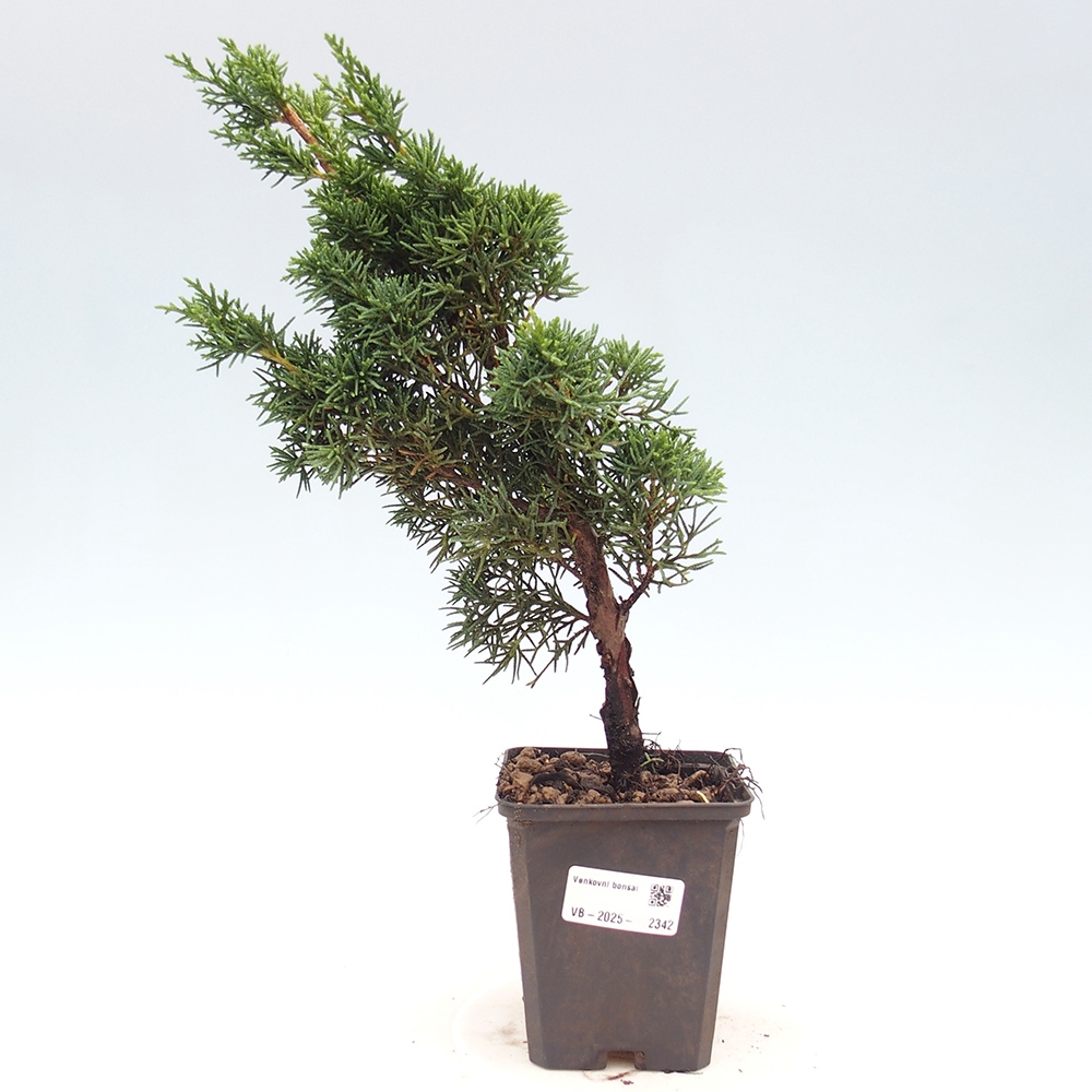 Outdoor-Bonsai - Juniperus chinensis Kishu - Chinesischer Wacholder
