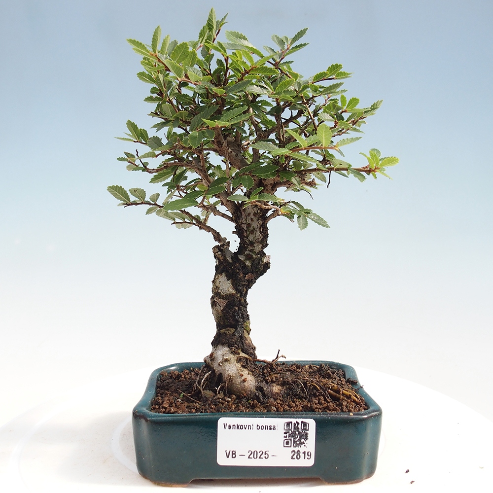 Bonsai im Freien - Zelkova - Zelkova NIRE