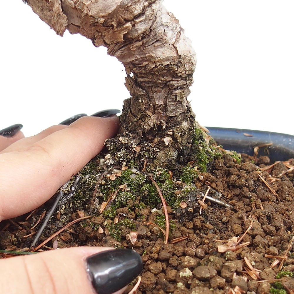 Bonsai im Freien - Pinus parviflora - kleine Kiefer