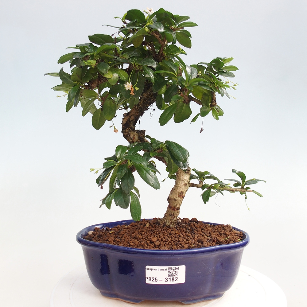 Zimmer Bonsai - Carmona macrophylla - Tea Fuki