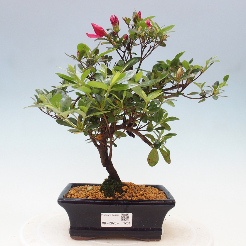 Bonsai im Freien - Japanische Azalee - Azalea sp.