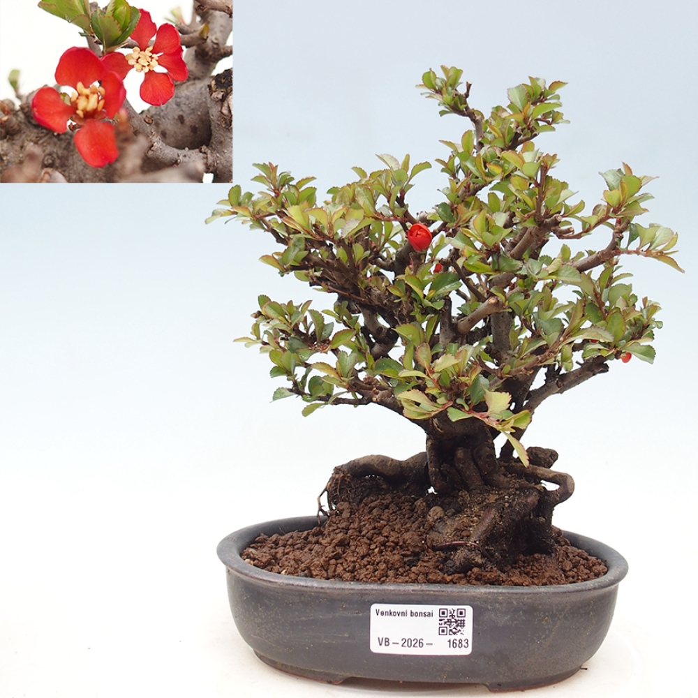 Bonsai für draußen - Chaneomeles speciosa - Quitte